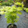 Javor japonský 'Aureum' - Acer japonicum 'Aureum'
