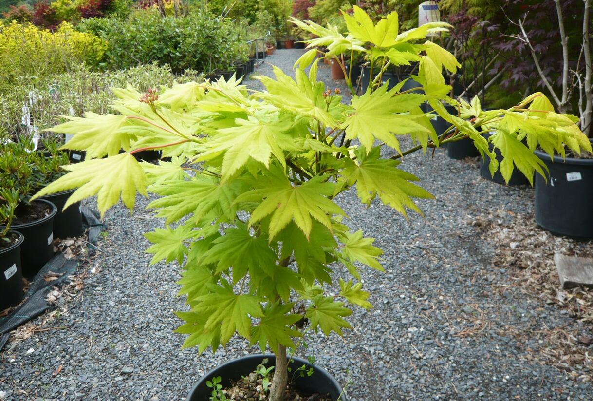 Javor japonský 'Aureum' - Acer japonicum 'Aureum'