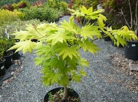 Javor japonský 'Aureum' - Acer japonicum 'Aureum'