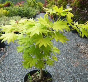 Javor japonský 'Aureum'