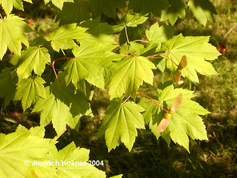 Javor okrouhlolistý - Acer circinatum