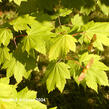 Javor okrouhlolistý - Acer circinatum