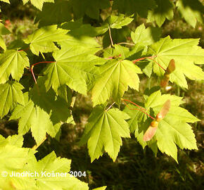 Javor okrouhlolistý