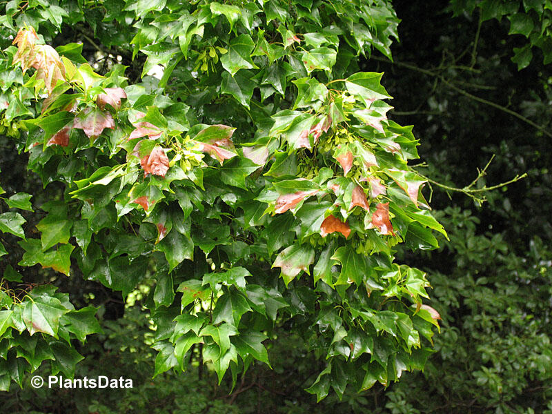 Javor Buergerův - Acer buergerianum