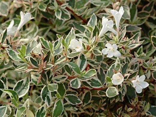 Abélie velkokvětá 'Confetti' - Abelia grandiflora 'Confetti'