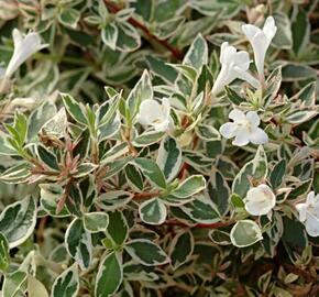 Abélie velkokvětá 'Confetti'