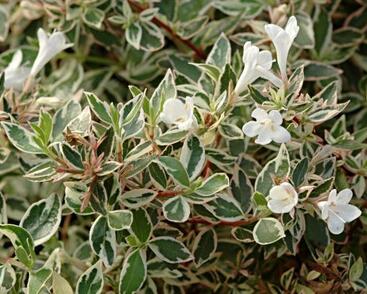 Abélie velkokvětá 'Confetti'