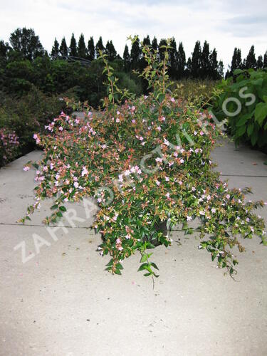 Abélie zkřížená 'Edward Goucher' - Abelia 'Edward Goucher'