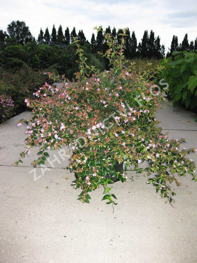Abélie zkřížená 'Edward Goucher' - Abelia 'Edward Goucher'