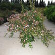 Abélie zkřížená 'Edward Goucher' - Abelia 'Edward Goucher'