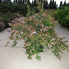 Abélie zkřížená 'Edward Goucher' - Abelia 'Edward Goucher'