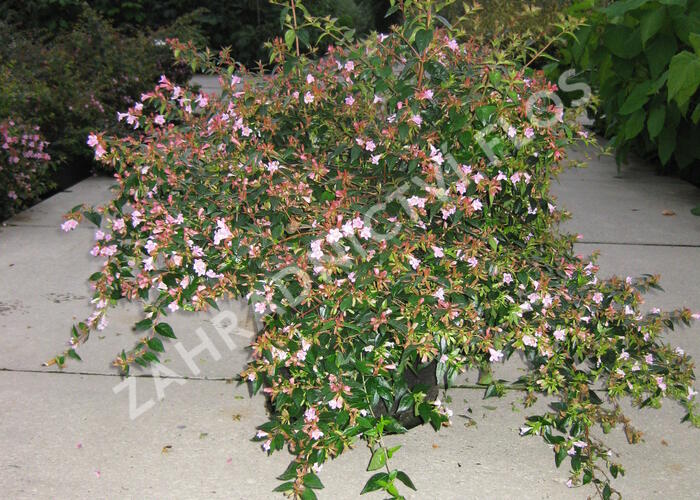Abélie zkřížená 'Edward Goucher' - Abelia 'Edward Goucher'