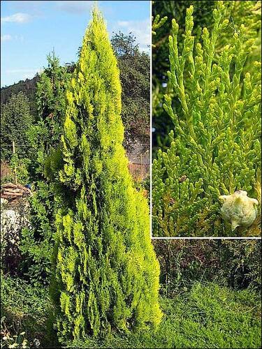 Túje, zerav východníí 'Elegantissima' - Thuja orientalis 'Elegantissima'