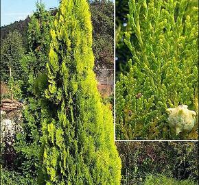 Túje, zerav východníí 'Elegantissima'