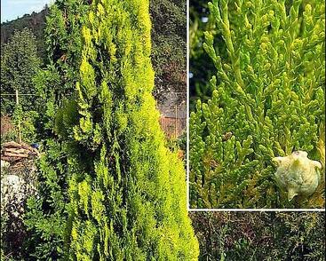 Túje, zerav východníí 'Elegantissima'