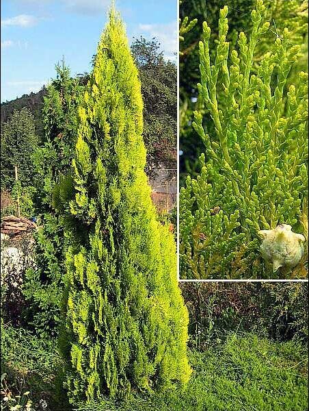 Túje, zerav východníí 'Elegantissima' - Thuja orientalis 'Elegantissima'