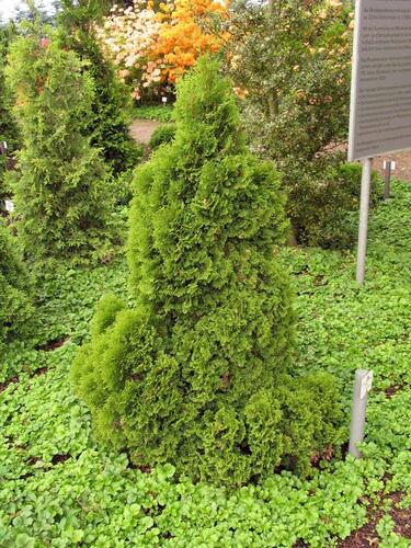 Túje, zerav západní 'Miky' - Thuja occidentalis 'Miky'