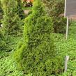 Túje, zerav západní 'Miky' - Thuja occidentalis 'Miky'