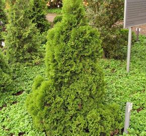 Túje, zerav západní 'Miky'