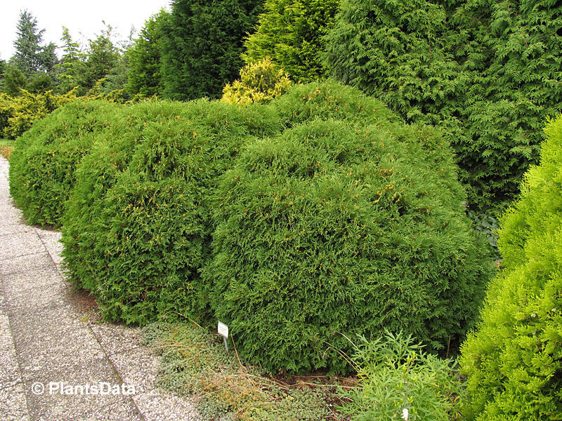 Túje, zerav západní 'Globosa' - Thuja occidentalis 'Globosa'