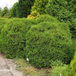 Túje, zerav západní 'Globosa' - Thuja occidentalis 'Globosa'