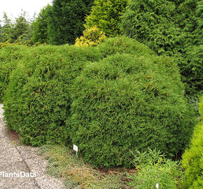 Túje, zerav západní 'Globosa'