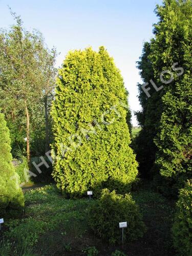 Túje, zerav západní 'Europe Gold' - Thuja occidentalis 'Europe Gold'