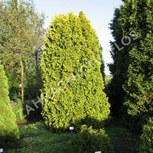Tje, zerav zpadn 'Europe Gold' - Thuja occidentalis 'Europe Gold' |  Zahradnictv FLOS