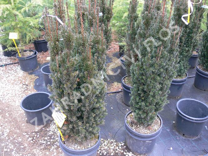 Tis červený 'Sonata' - Taxus baccata 'Sonata'
