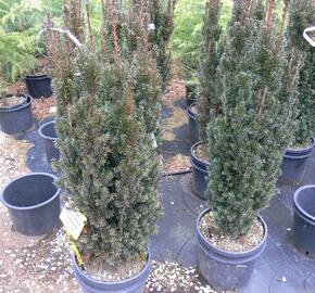 Tis červený 'Sonata'