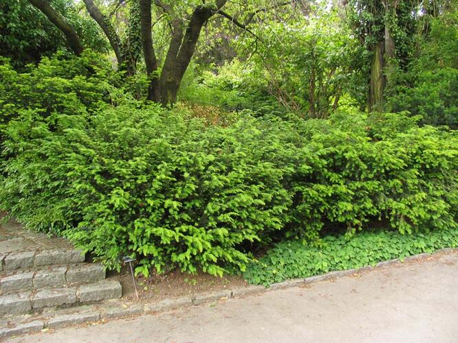 Tis červený 'Nissen's Corona' - Taxus baccata 'Nissen's Corona'