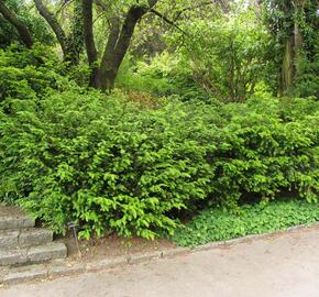 Tis červený 'Nissen's Corona'