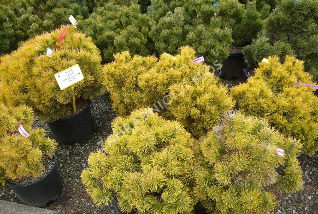 Borovice kleč 'Golden Glow' - Pinus mugo 'Golden Glow'