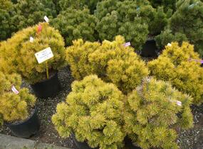 Borovice kleč 'Golden Glow' - Pinus mugo 'Golden Glow'