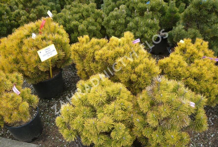 Borovice kleč 'Golden Glow' - Pinus mugo 'Golden Glow'
