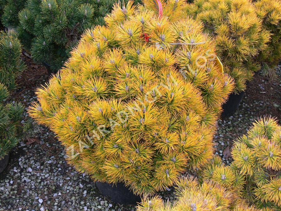 Borovice kleč 'Golden Glow' - Pinus mugo 'Golden Glow'