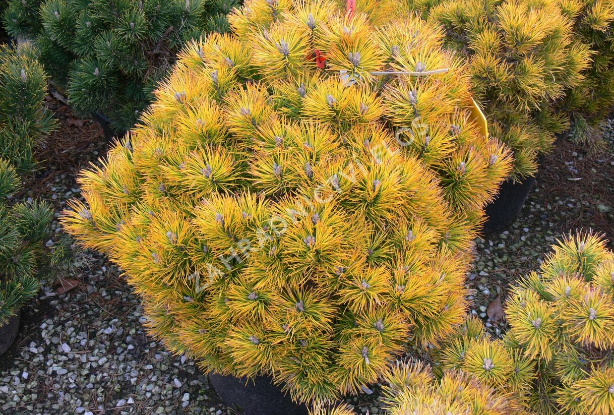 Borovice kleč 'Golden Glow' - Pinus mugo 'Golden Glow'