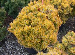 Borovice kleč 'Golden Glow' - Pinus mugo 'Golden Glow'