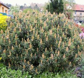 Borovice kleč 'Fructata'