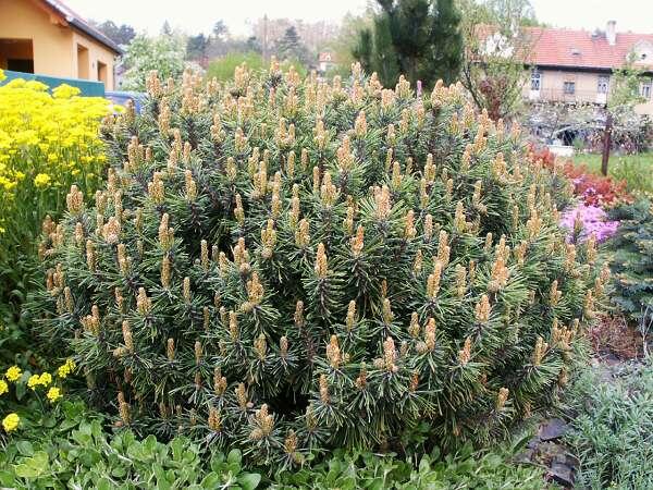 Borovice kleč 'Fructata' - Pinus mugo 'Fructata'