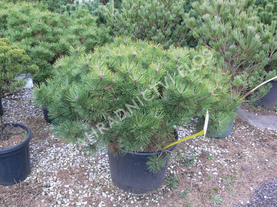 Borovice hustokvětá 'Jane Kluis' - Pinus densiflora 'Jane Kluis'