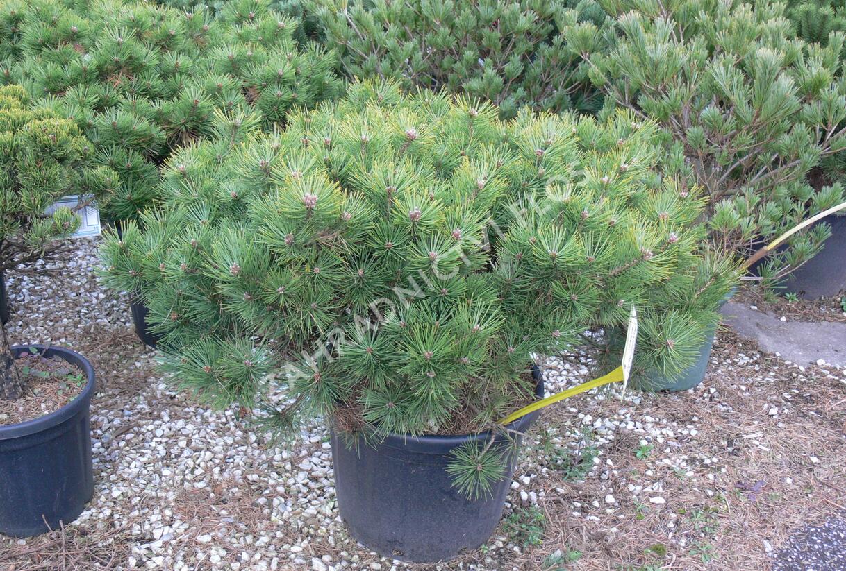 Borovice hustokvětá 'Jane Kluis' - Pinus densiflora 'Jane Kluis'