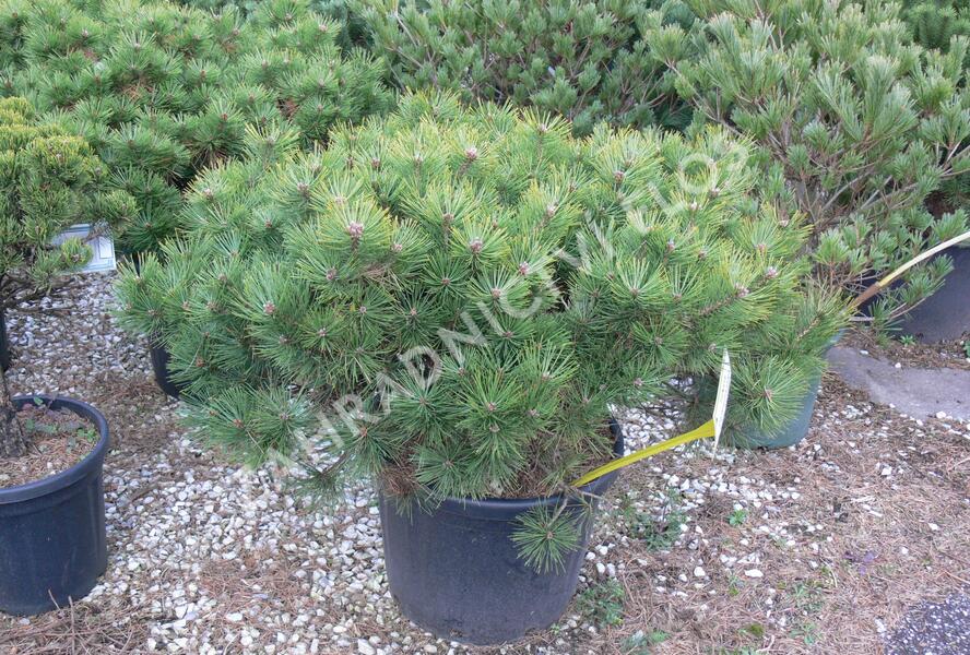 Borovice hustokvětá 'Jane Kluis' - Pinus densiflora 'Jane Kluis'