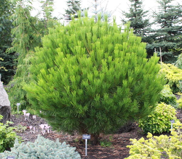Borovice hustokvětá 'Globosa' - Pinus densiflora 'Globosa'