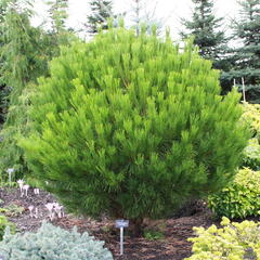 Borovice hustokvětá 'Globosa' - Pinus densiflora 'Globosa'