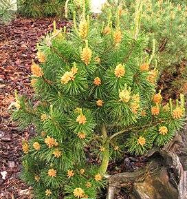 Borovice pokroucená 'Compacta' - Pinus contorta 'Compacta'