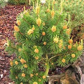 Borovice pokroucená 'Compacta'