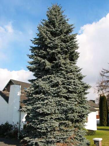 Smrk pichlavý 'Moerheim' - Picea pungens 'Moerheim'