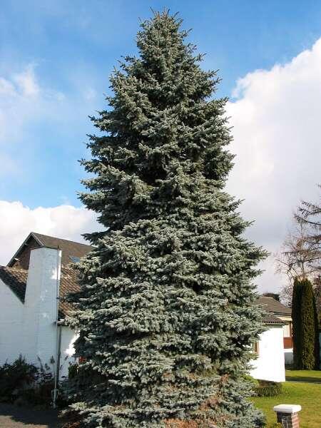 Smrk pichlavý 'Moerheim' - Picea pungens 'Moerheim'