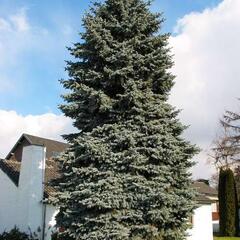 Smrk pichlavý 'Moerheim' - Picea pungens 'Moerheim'